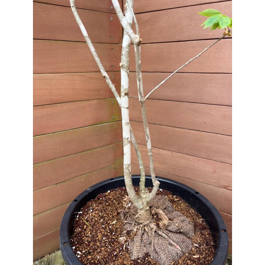 現品お届け】アオダモNO1【庭木 植木 落葉樹 ガーデニング シンボル
