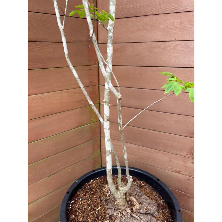 現品お届け】アオダモNO1【庭木 植木 落葉樹 ガーデニング シンボル