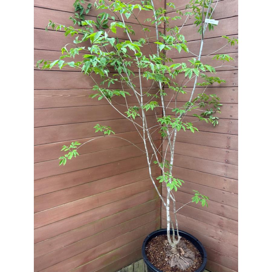 現品お届け】アオダモNO1【庭木 植木 落葉樹 ガーデニング シンボル