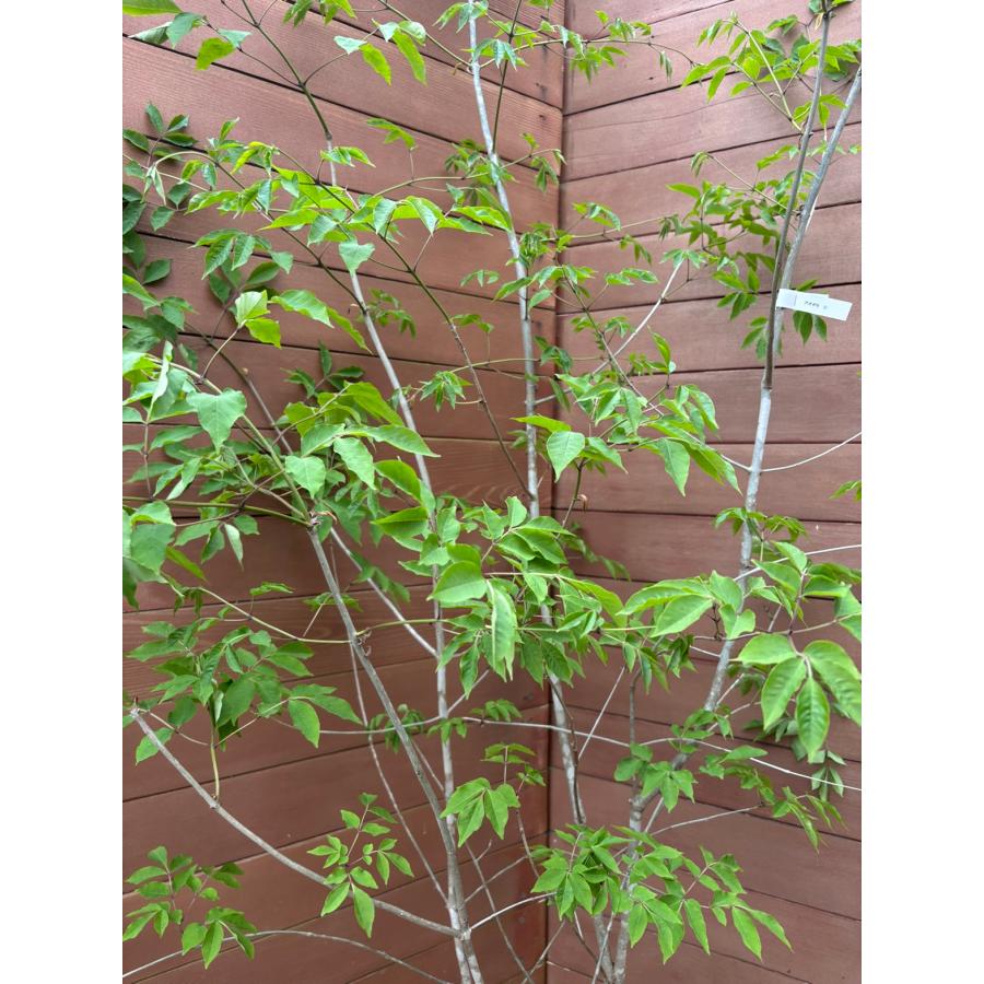 現品お届け】アオダモNO1【庭木 植木 落葉樹 ガーデニング シンボル