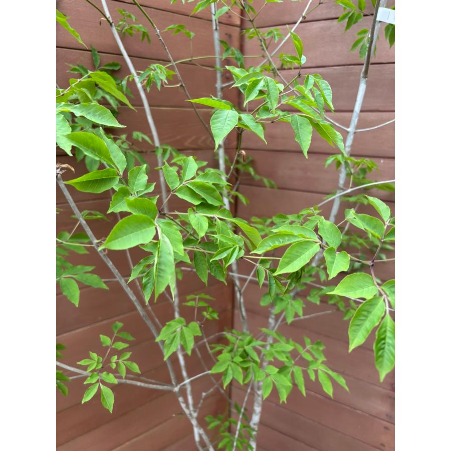 現品お届け】アオダモNO1【庭木 植木 落葉樹 ガーデニング シンボル