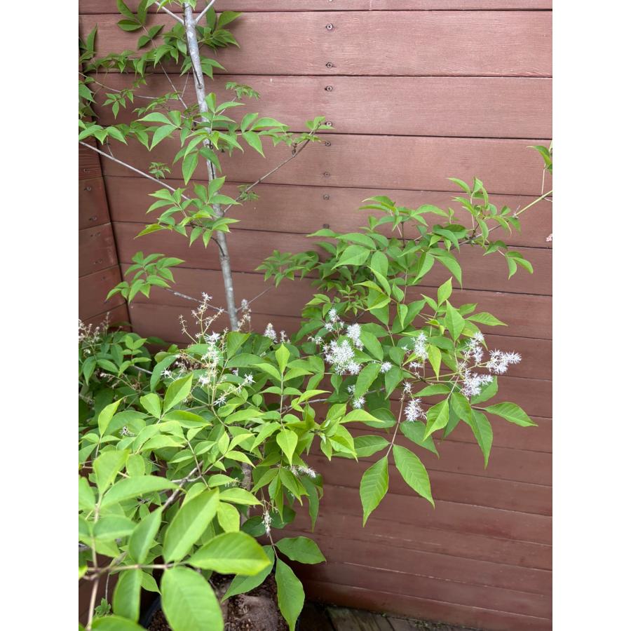 現品お届け】アオダモNO6【庭木 植木 落葉樹 ガーデニング シンボル