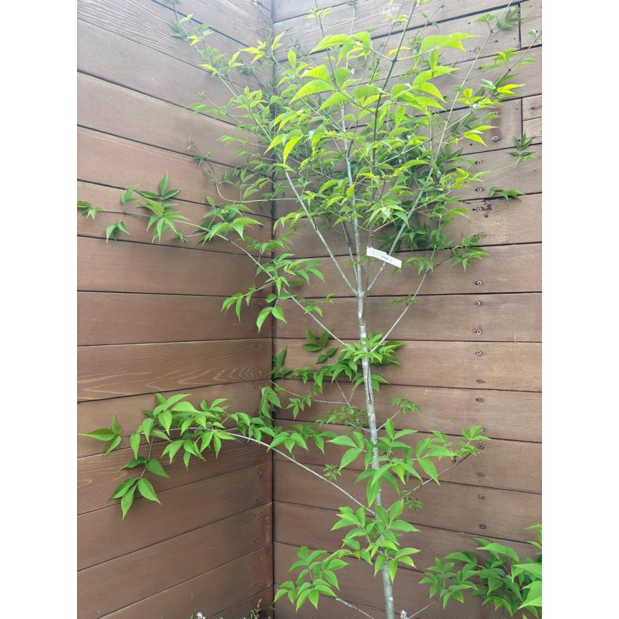 現品お届け】アオダモNO6【庭木 植木 落葉樹 ガーデニング シンボル
