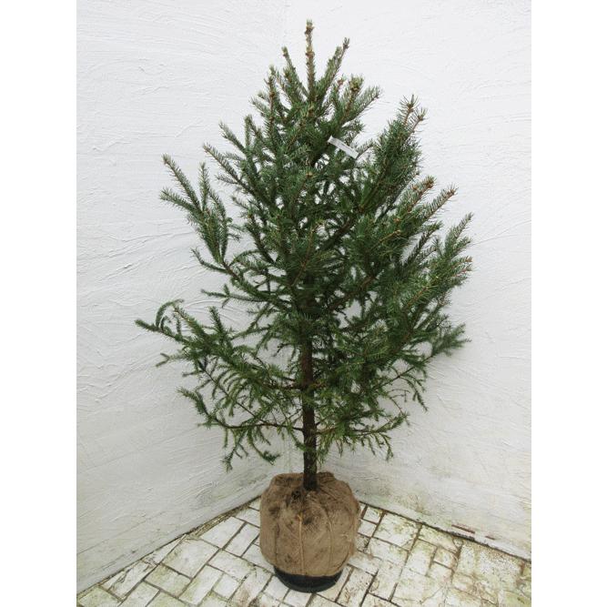 カナダトウヒ1センチ 現品no11 コニファー 庭木 植木 常緑樹 シンボルツリー クリスマスツリー モミの木 Can11 ファインガーデン 通販 Yahoo ショッピング