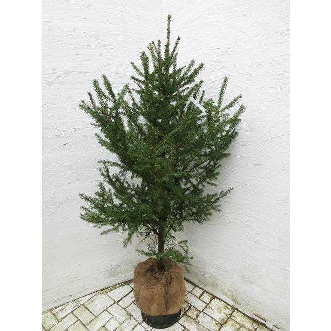 カナダトウヒ130センチ 現品no15 コニファー 庭木 植木 常緑樹 シンボルツリー クリスマスツリー モミの木 Can15 ファインガーデン 通販 Yahoo ショッピング