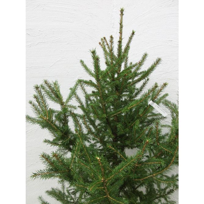 カナダトウヒ130センチ（現品No15）（コニファー 庭木 植木 常緑樹 シンボルツリー クリスマスツリー モミの木） :can15:ファインガーデン  - 通販 - Yahoo!ショッピング
