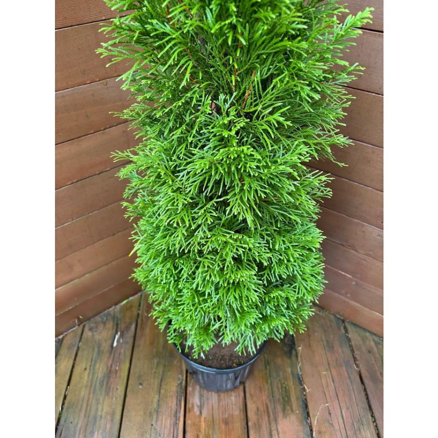コニファー エメラルドグリーン120cm（庭木,植木,常緑樹,コニファー