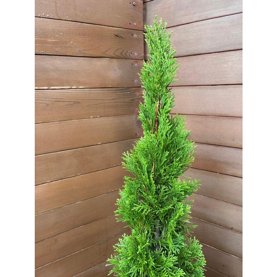 コニファー エメラルドグリーン120cm（庭木,植木,常緑樹,コニファー