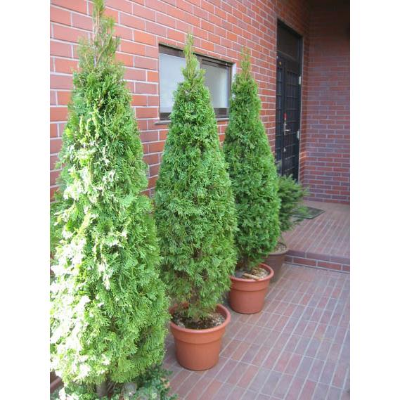 コニファー エメラルドグリーン120cm（庭木,植木,常緑樹,コニファー