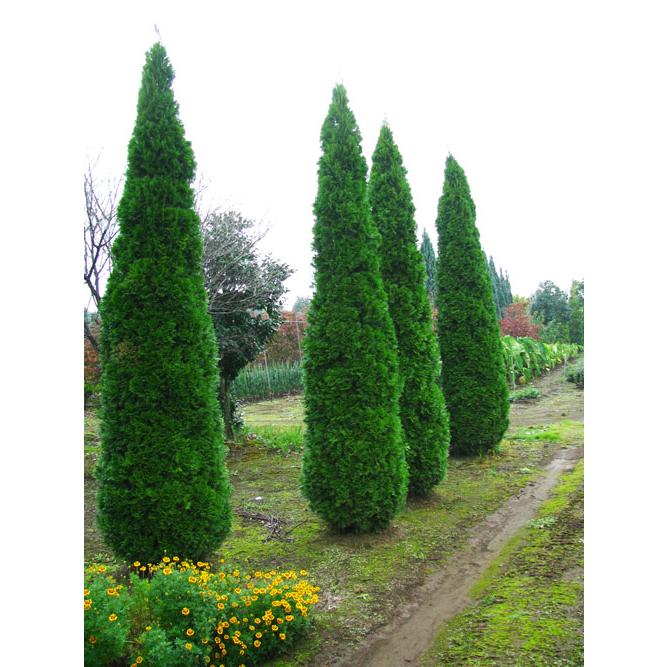 コニファー エメラルドグリーン120cm（庭木,植木,常緑樹,コニファー