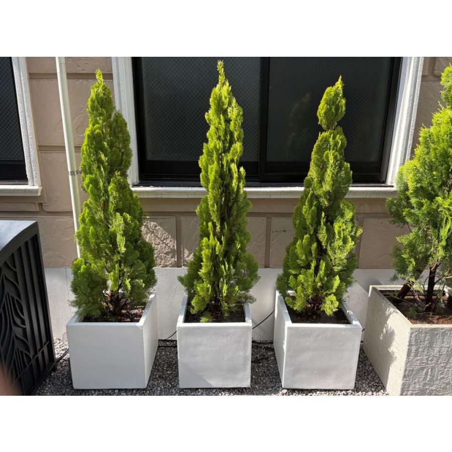 コニファー エレガンテシマ80cm 4本セット（庭木,植木,常緑樹
