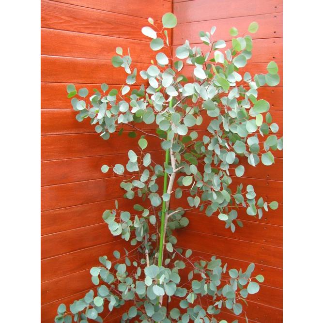 ユーカリポリアンセモス G001 ファインガーデン 通販 Yahoo ショッピング