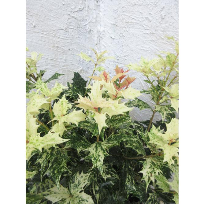 クリスマスホーリー 0 5m10 5cmポット 1年間枯れ保証 1本 当日出荷 葉や形を楽しむ木 6周年記念イベントが 1本