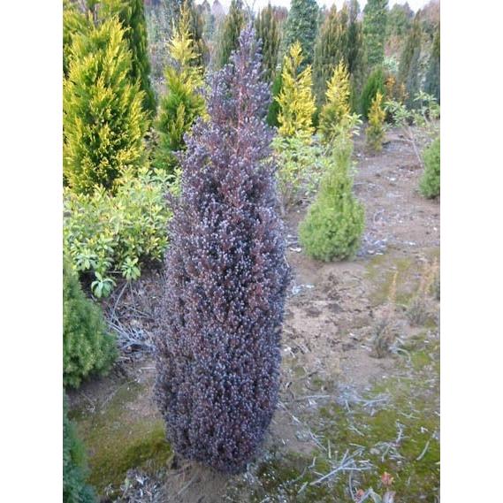 コニファー パープルフェザー100cm（庭木,植木,常緑樹,コニファー