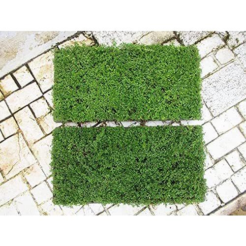 2026年の花期は終了しました お得な2枚セット タイム