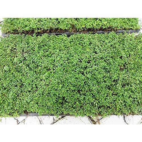2026年の花期は終了しました お得な2枚セット タイム