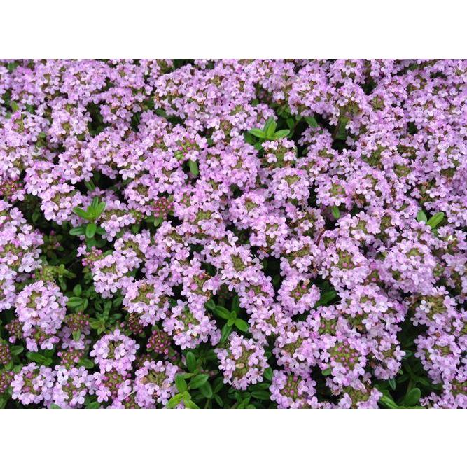 2026年の花期は終了しました お得な2枚セット タイム