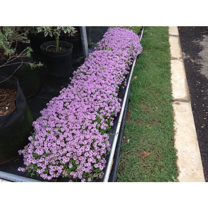 2026年の花期は終了しました お得な2枚セット タイム