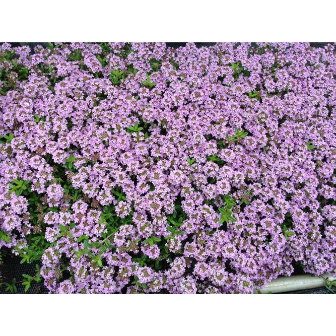 2026年の花期は終了しました お得な2枚セット タイム