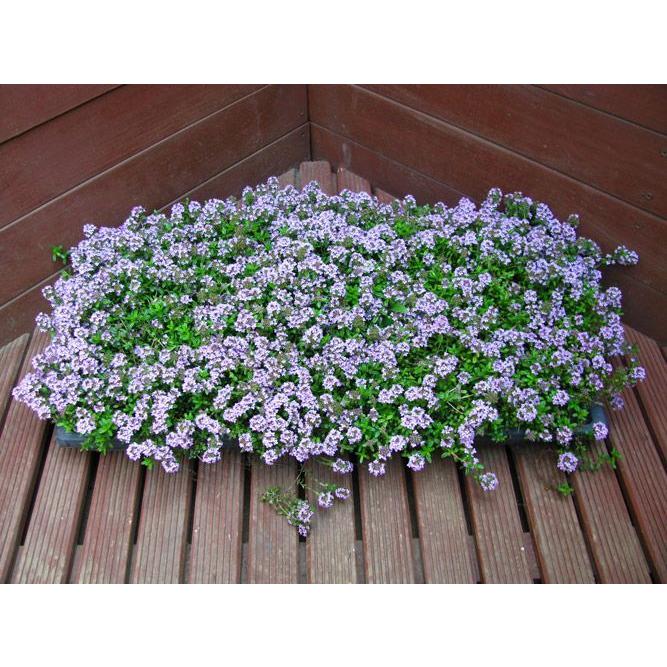 2026年の花期は終了しました お得な2枚セット タイム