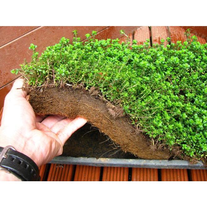 2026年の花期は終了しました お得な2枚セット タイム