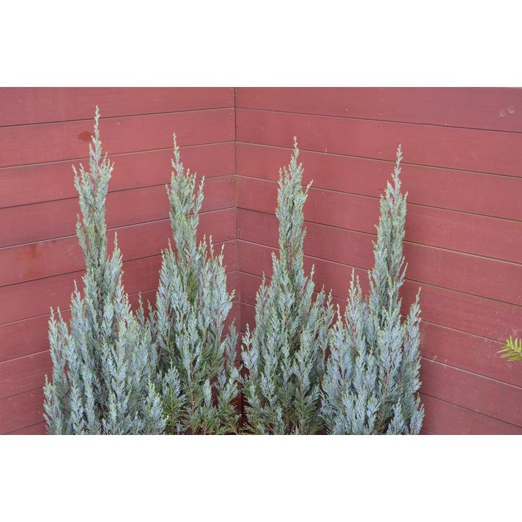 コニファー ウイッチタブルー80cm 4本セット(庭木,植木,常緑樹,コニファー,シンボルツリー,クリスマスツリー,セット商品,生垣) :wi4:ファインガーデン - 通販 - Yahoo!ショッピング コニファー ウイッチタブルー80cm 4本セット(庭木,植木,常緑樹,コニファー,シンボルツリー,クリスマスツリー,セット商品,生垣) :wi4:ファインガーデン - 通販 - Yahoo!ショッピング