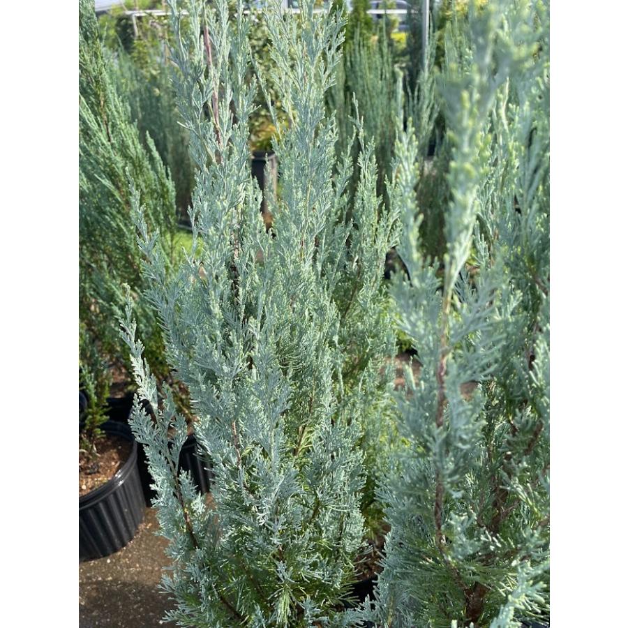 コニファー ウイッチタブルー80cm 4本セット(庭木,植木,常緑樹,コニファー,シンボルツリー,クリスマスツリー,セット商品,生垣) : ファインガーデン - 通販 - Yahoo!ショッピング コニファー ウイッチタブルー80cm 4本セット(庭木,植木,常緑樹,コニファー,シンボルツリー,クリスマスツリー,セット商品,生垣) : ファインガーデン - 通販 - Yahoo!ショッピング