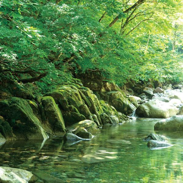 【限定入荷しました！】【解禁！上善如水のしぼりたて日本酒ヌーヴォー！】　新米新酒の上善如水　純米吟醸　しぼりたて　精米歩合55％　720ml | 上善如水 | 02