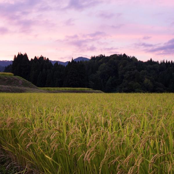 【限定入荷しました！】【解禁！上善如水のしぼりたて日本酒ヌーヴォー！】　新米新酒の上善如水　純米吟醸　しぼりたて　精米歩合55％　720ml | 上善如水 | 03