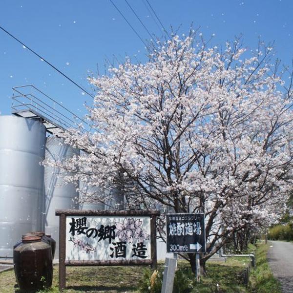 櫻の郷酒造 【リピート多数！激レア！】【ワインのように瓶熟で5年