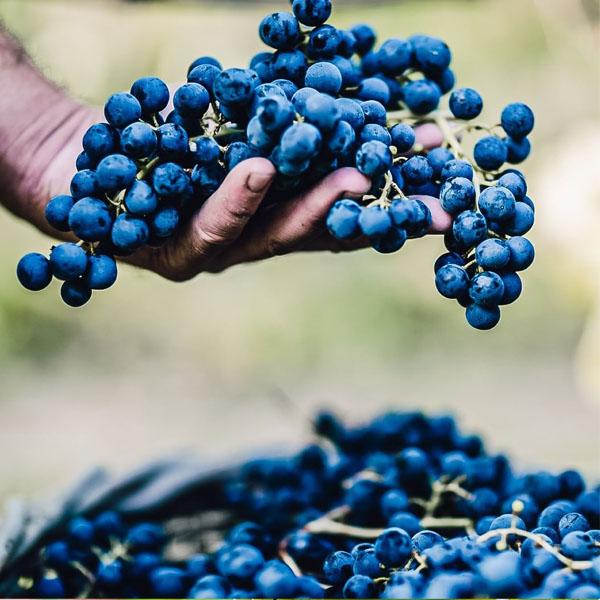 これは旨い！女性にバカ受け！】 アリオネ ママ マンゴー 泡白 やや