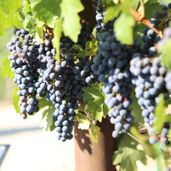 送料無料！】【当店激押し！ウイスキー樽熟成！】 アポシック