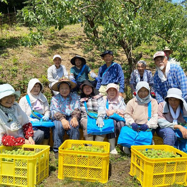ANAファーストクラス採用酒！世界が認めた大人気梅酒！】 萬歳楽(まん