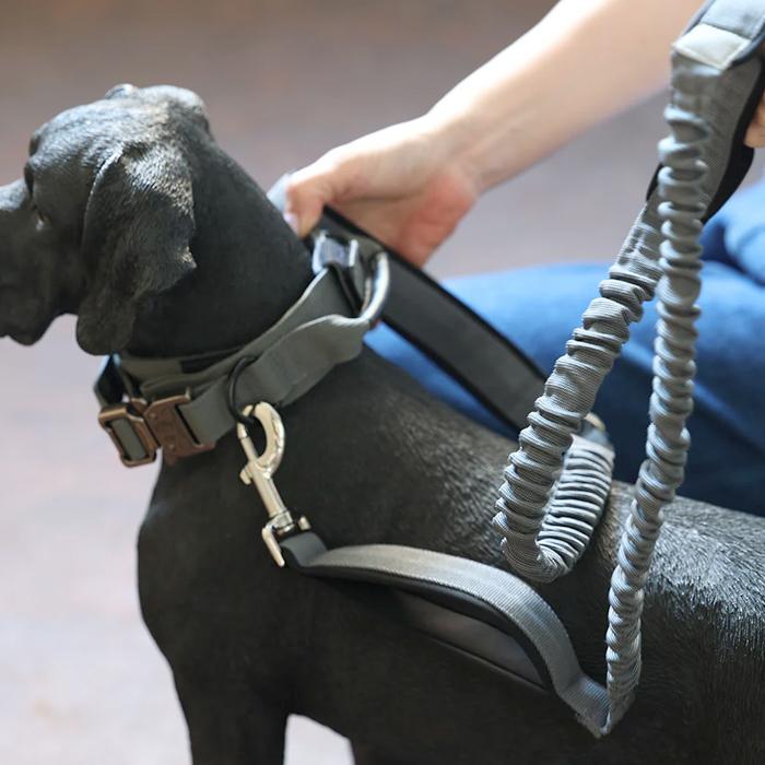 Noble Collar ノーブルカラー 犬 ペット用品 首輪 中型犬 大型犬 magnet |  | 03