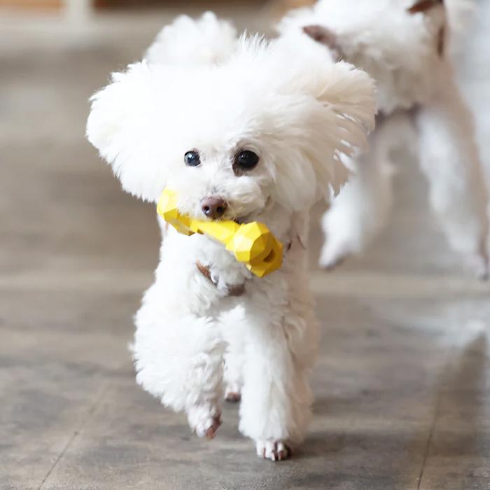 BONEBONE ペット おもちゃ 骨 噛むおもちゃ ギフト magnet |  | 02