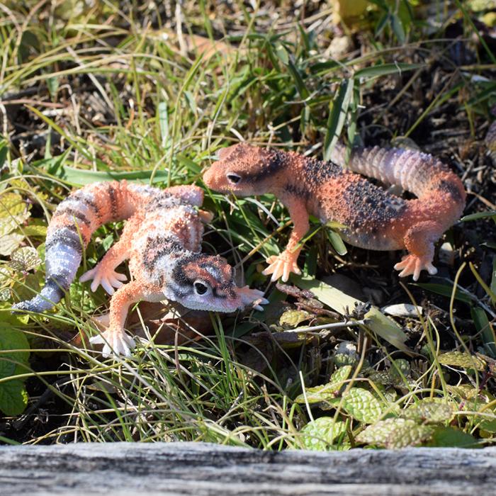 ニシアフリカトカゲモドキ FAT TAILED GECKO フィギュア マグネット ギフト magnet｜firstaid｜04