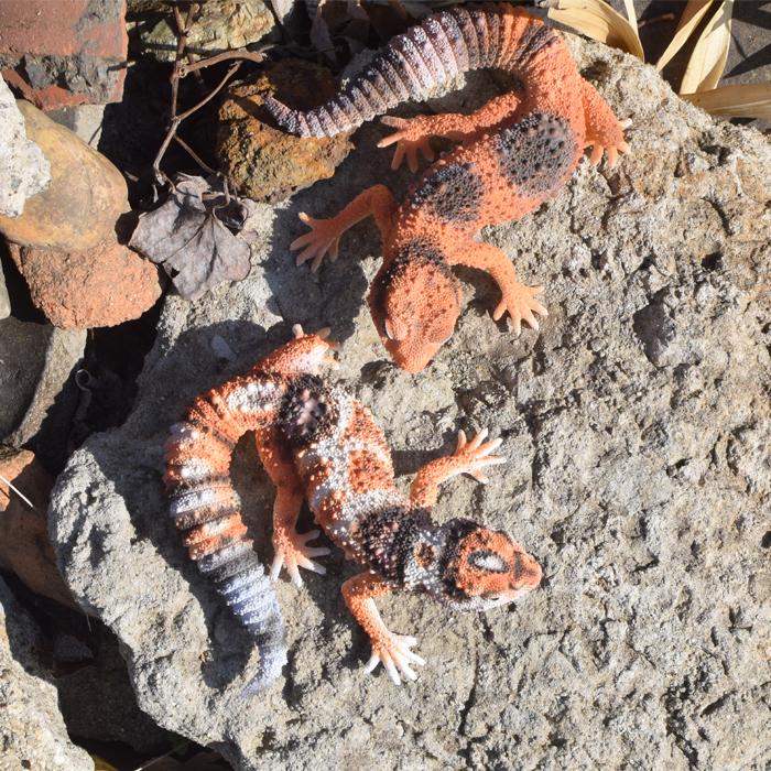 トカゲ プラスチック フィギュア シマテン トカゲ・ヤモリ フィギュアマスコット – ネイチャーテクニカラー公式