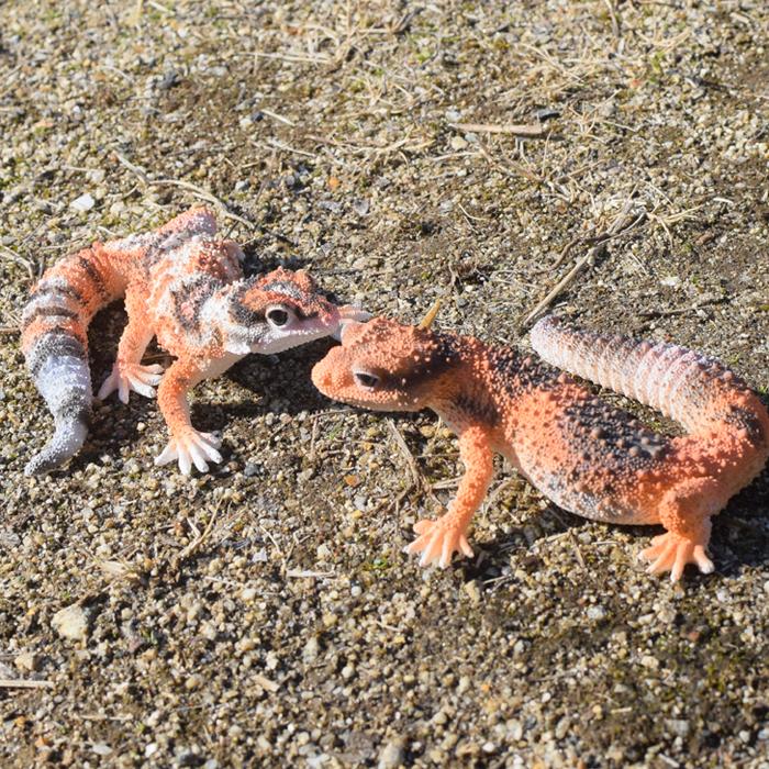 ニシアフリカトカゲモドキ FAT TAILED GECKO フィギュア マグネット ギフト magnet｜firstaid｜07