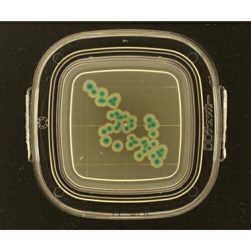 アズワン(AS ONE) DDチェッカー(細菌検出用培地) X-GAL寒天培地 大腸菌群検出用 04221 1箱(100枚入り)