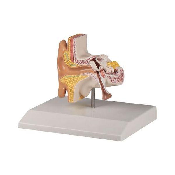 アズワン(AS ONE) 耳模型 110×90×50mm E220