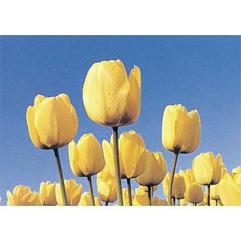 つくし工房 安全標識 PH-2 『チューリップ』 ぴ〜看用写真ステッカー 297×420mm ステッカー[返品不可商品] | ブランド登録なし