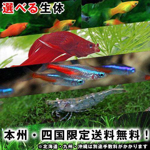 1000円ポッキリ　本州・四国限定送料無料　選べる熱帯魚　同梱不可！※本州・四国以外のお届けは別途手数料を加算します（Yahoo!・熱帯魚通販のネオス）