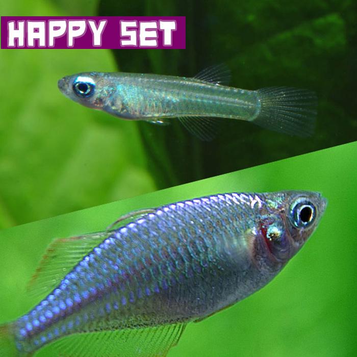 熱帯魚 バリューセット アフリカンランプアイ 約2cm 店内全品対象 5匹 4匹 ネオンドワーフレインボー 約2 3cm