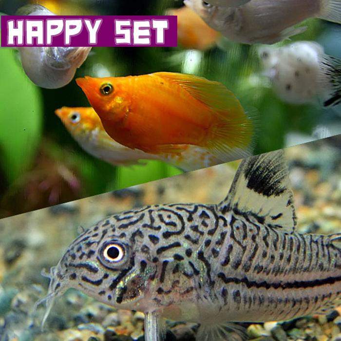 熱帯魚 バリューセット ミック スバルーンモーリー 約3cm 2匹 コリドラス ジュリー 約3 ｃｍ 1匹 観賞魚生体
