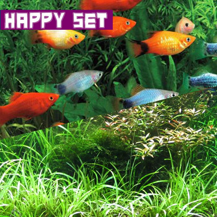 熱帯魚 バリューセット おまかせ水草 12本 ミックスプラティ 8匹 1000set 4 熱帯魚通販のネオス 通販 Yahoo ショッピング