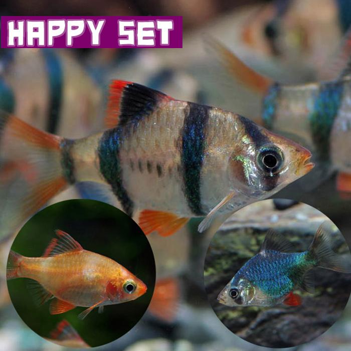 熱帯魚)ハッピーセット スマトラ3種ミックス 5匹 : 熱帯魚通販のネオス 