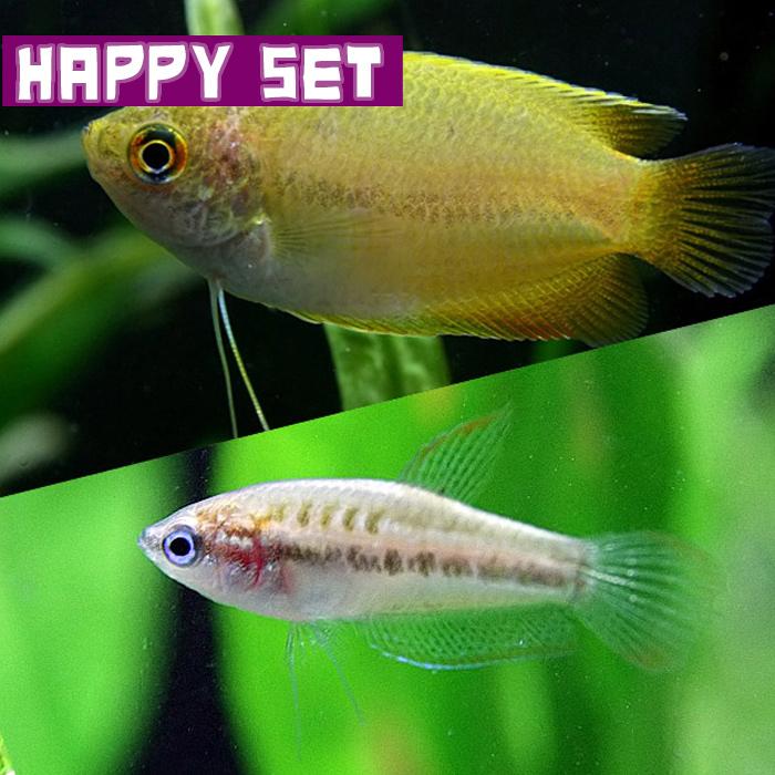 熱帯魚 バリューセット ピグミーグラミー 約2 3cm 3匹 ゴールデンハニードワーフグラミー 約