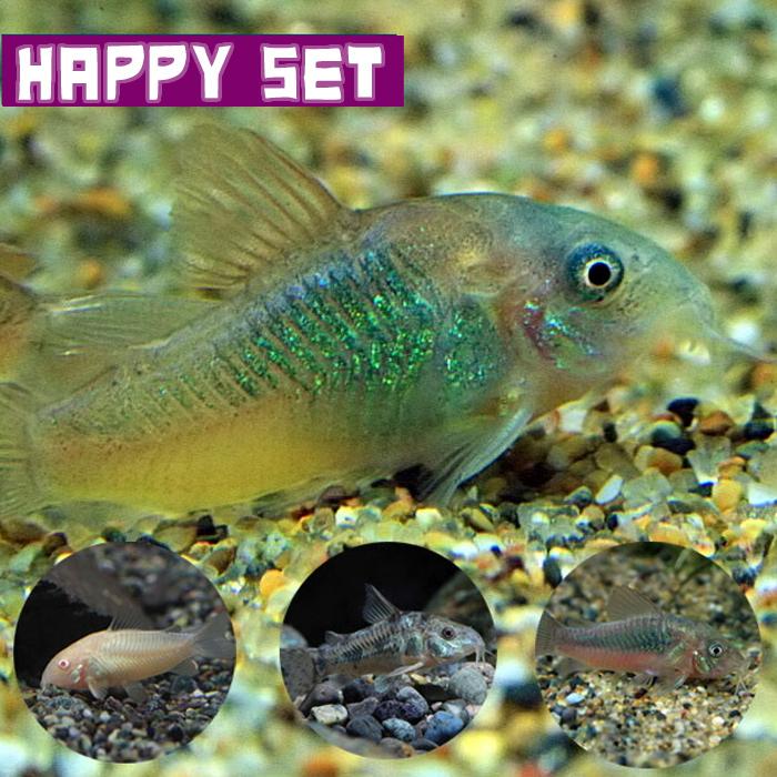 市場 熱帯魚 バリューセット コリドラス ベネズエラオレンジ 約1 5 2 5ｃｍ 1匹 コリドラスミックス 赤 白 パレアタス 約3ｃｍ 3匹