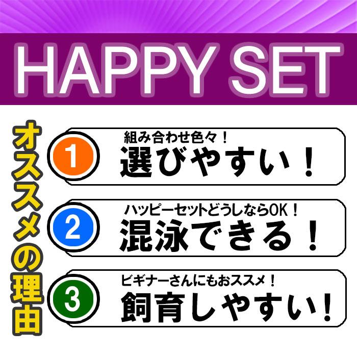 (熱帯魚セット) 【ハッピーセット】グリーンスマトラ　（約２−２．５cm)（３匹）＋ エメラルドグリーンコリドラス　（約２−３cm)(１匹)｜fish-y｜03