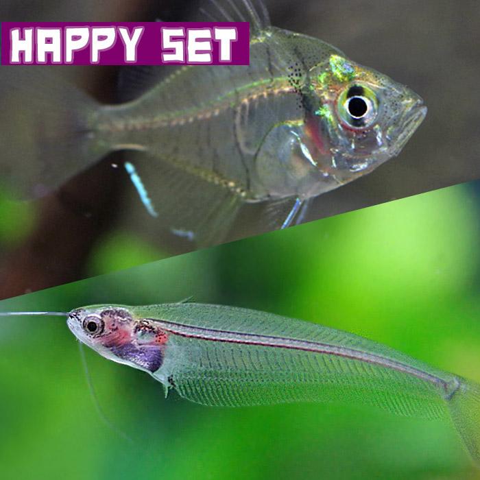 熱帯魚セット)【ハッピーセット】トランスルーセントグラスキャット 